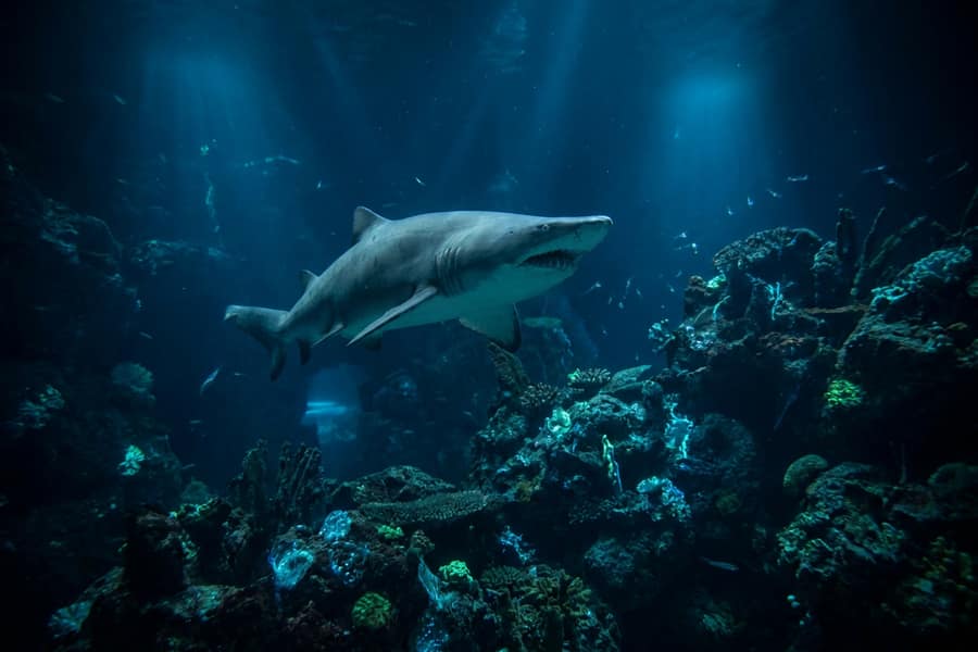 Слот Razor Shark подводная тема
